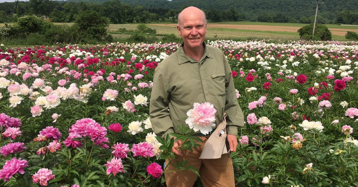 The Spring Season Is Quick One For Long Valley Peonies Observer Tribune News Newjerseyhills Com The Spring Season Is Quick One For Long Valley Peonies Observer Tribune News Newjerseyhills Com