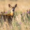 Motorists urged to take care as deer mating season arrives