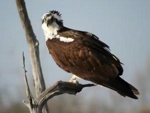 Osprey diving to catch fish in water