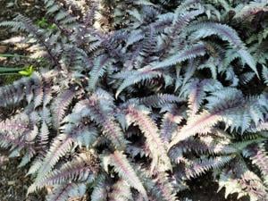 GARDENING IN THE GARDEN STATE: Ferns: Elegant and Deer Resistant! news image