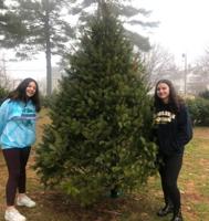 Madison Rotary Christmas tree sale opens Saturday at Dodge Field