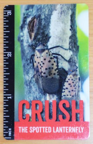 NJ Department Of Agriculture encourages residents to destroy spotted lanternfly egg masses