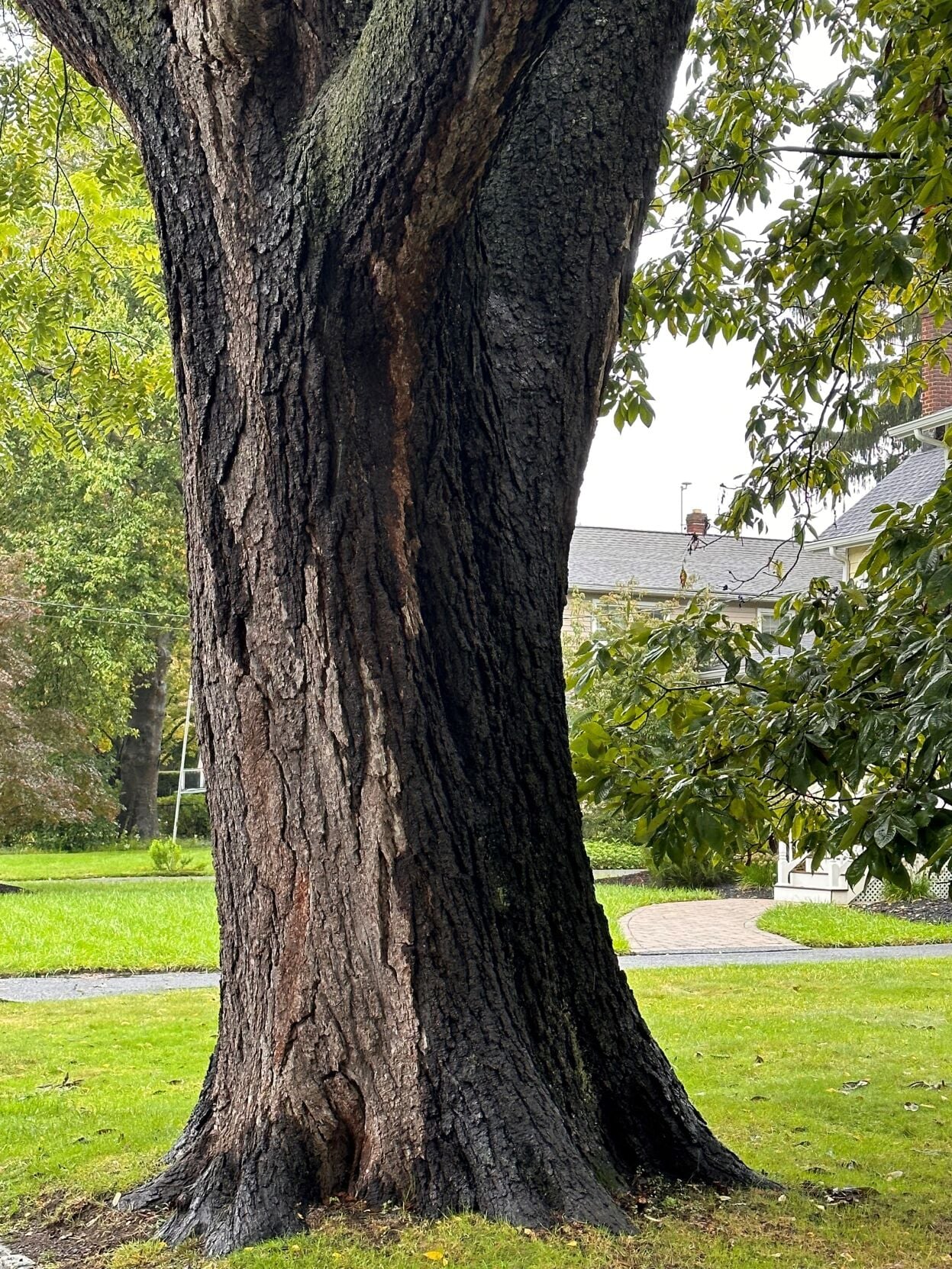 Tree Restry Centuries-old Florham Park tree earns state distinction | Computer ...