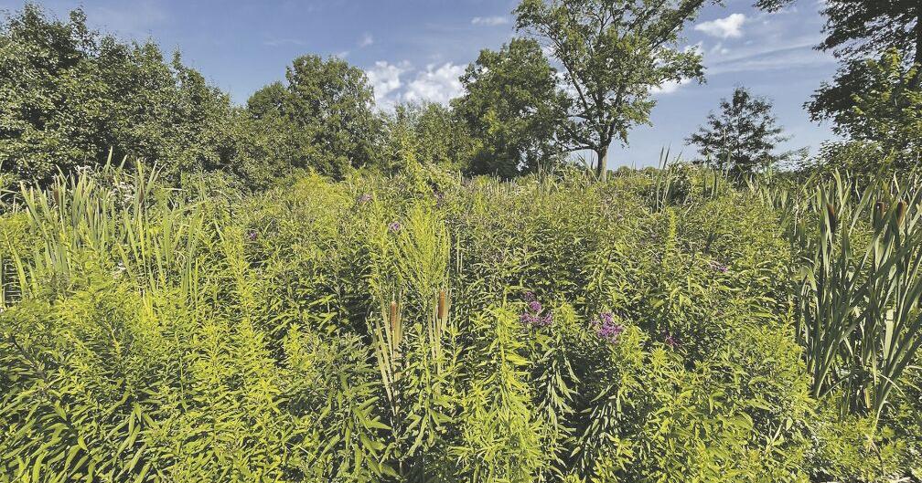 NORTH JERSEY GREEN: Rain gardens: An effective tool for managing stormwater - Vimarsana News