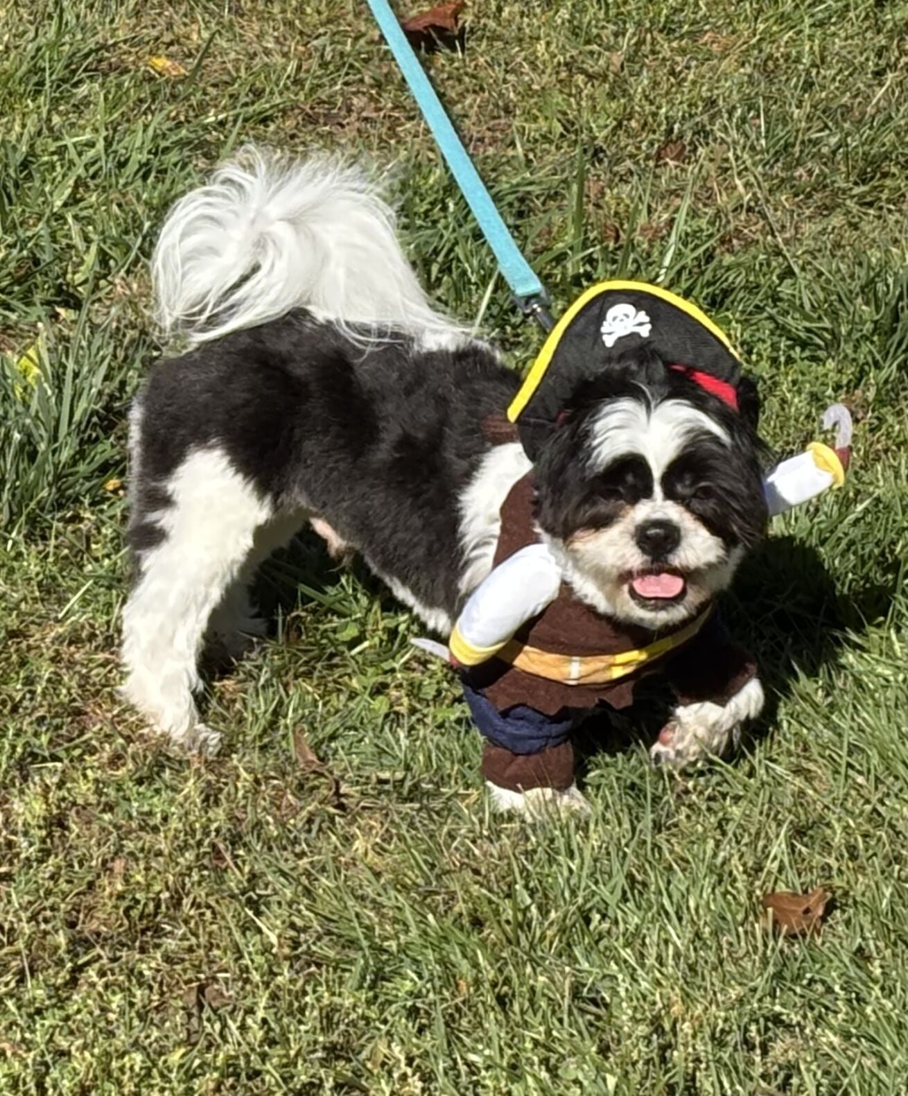 Pooches parade in High Bridge park | News | newjerseyhills.com