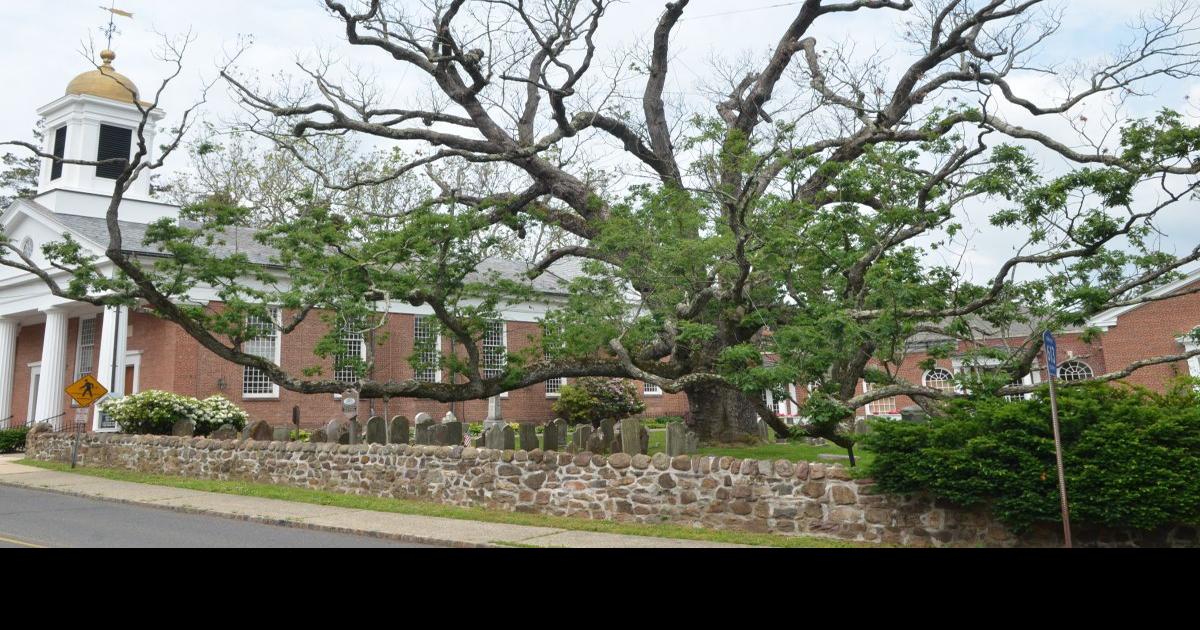 oak tree animal hospital olive branch mississippi