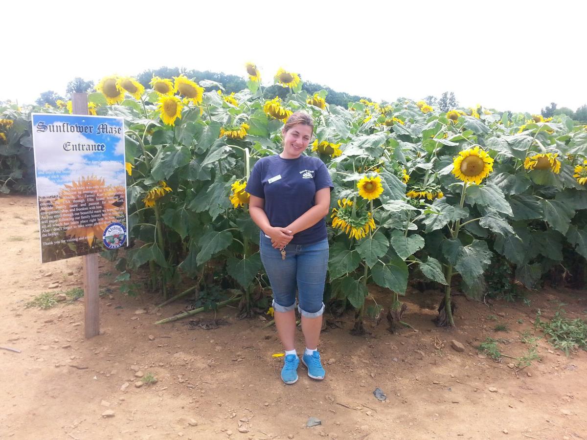 Brilliance Of Sunflowers Shine Through Chester Farm Maze Observer Tribune News Newjerseyhills Com
