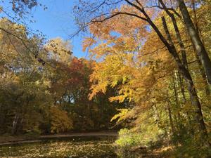 Subdivision approval helps pave the way for Madison’s ownership of Drew Forest news image