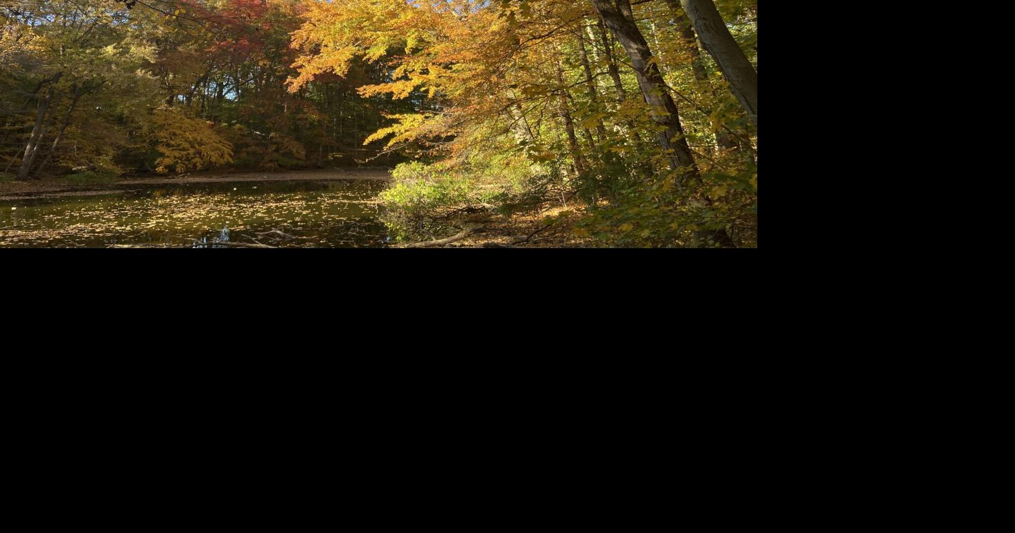 Subdivision approval helps pave the way for Madison's ownership of Drew Forest