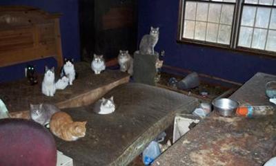Nearly 100 Cats Removed From Chester Township Home Observer