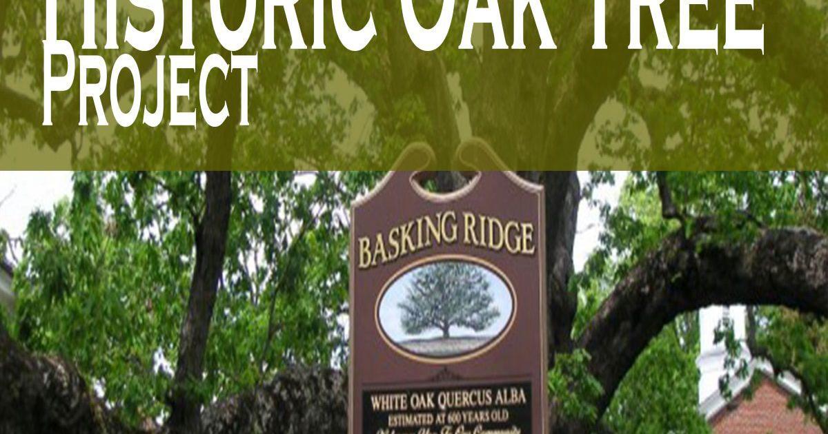 Student work featured in new book on Basking Ridge oak tree | News ...