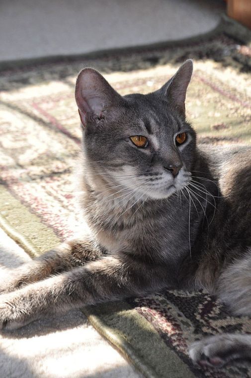 feline leukemia vaccine tractor supply