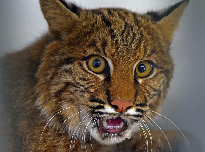 Extremely rare' bobcat killed in Bernards Township | Bernardsville News  News 