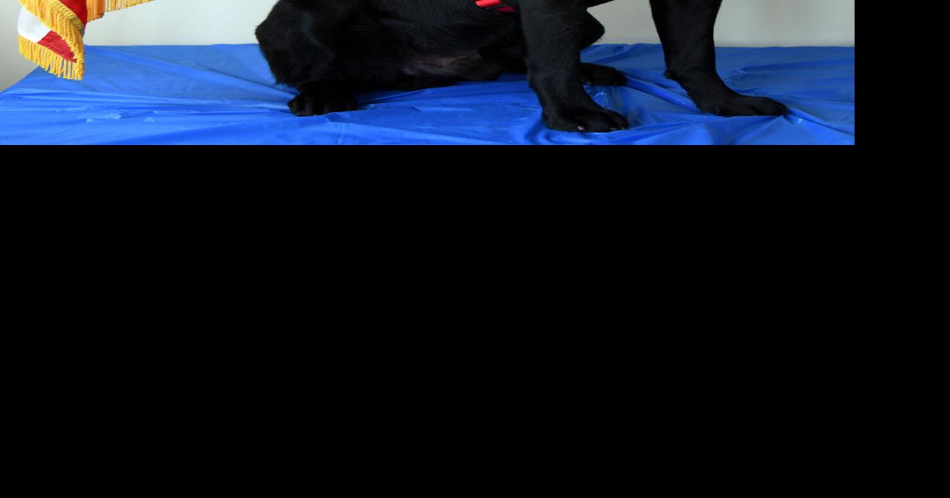 Somerset County Prosecutor's Office introduces new K9 therapy dog Liam