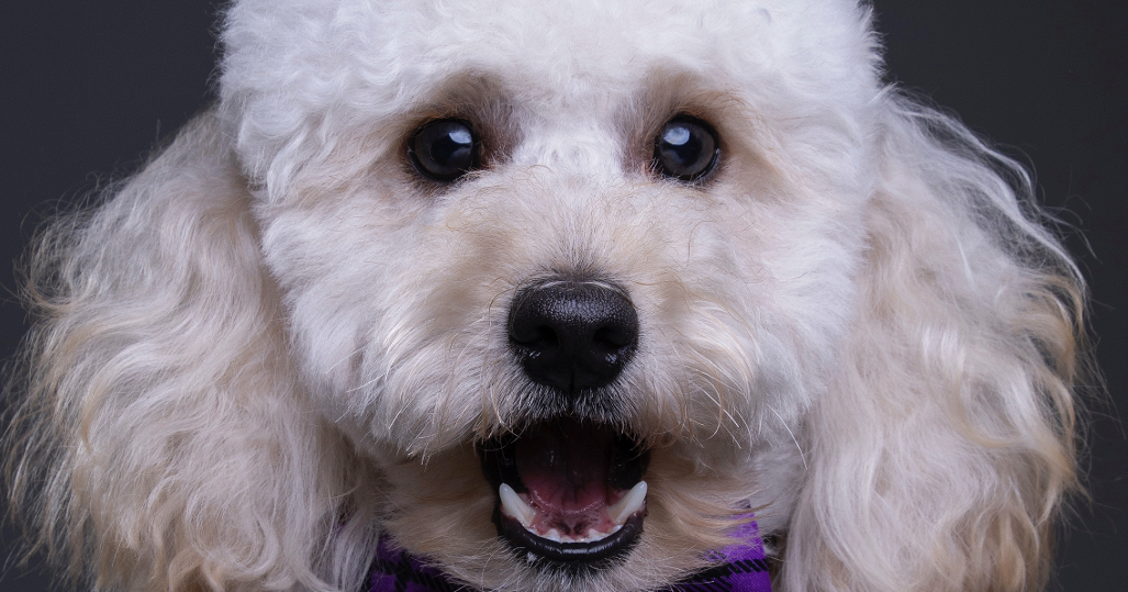 Rambunctious Remy 'thinks that he is the owner of us'