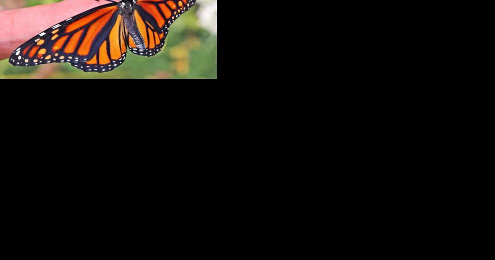 Learn about the monarch butterfly in Far Hills - Vimarsana News