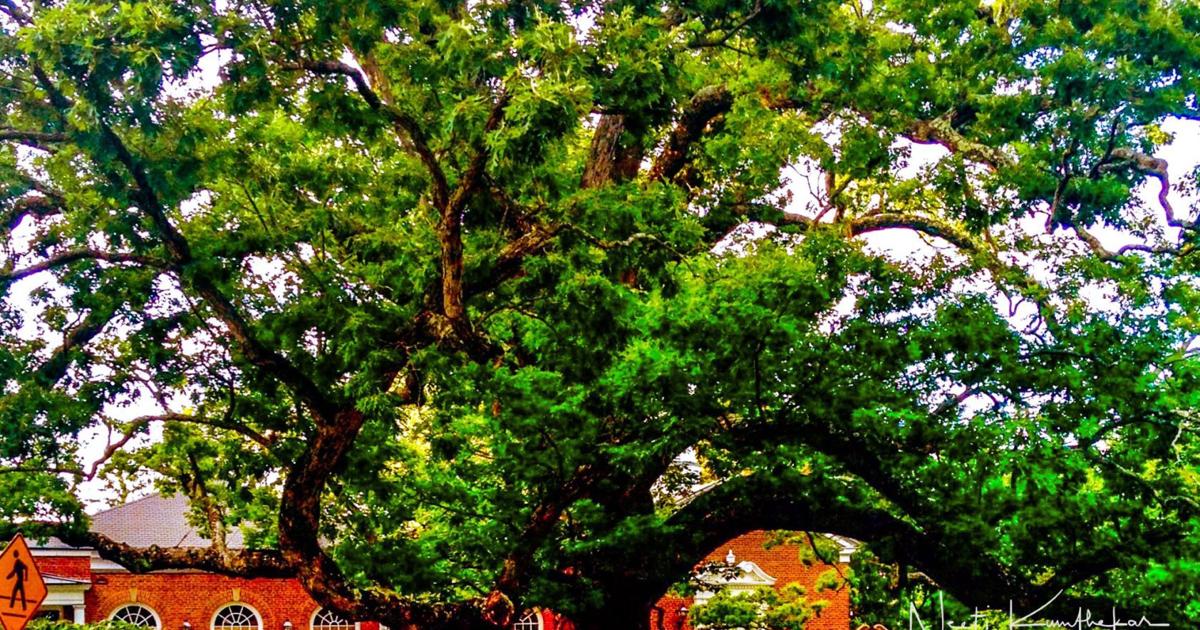 May 7 art show to celebrate Basking Ridge oak tree | News ...