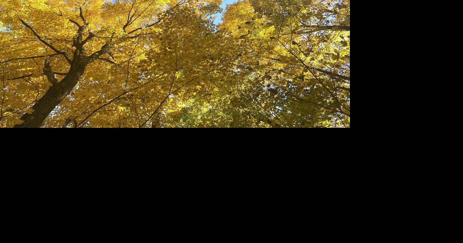 Madison Council introduces ordinance to buy Drew Forest