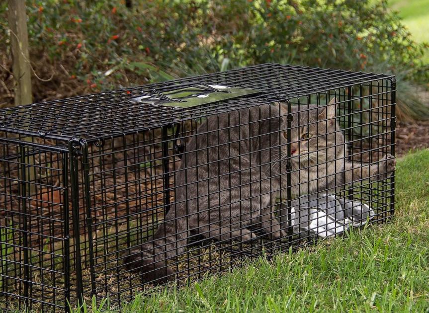East Hanover mulls feral cat trapping, neutering plan, however not till after pandemic. | Hanover Eagle Information