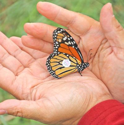 Butterfly world moncton coupon