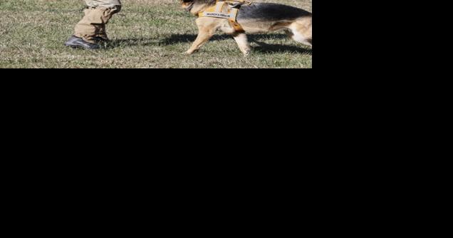Canine specialists - Vimarsana News