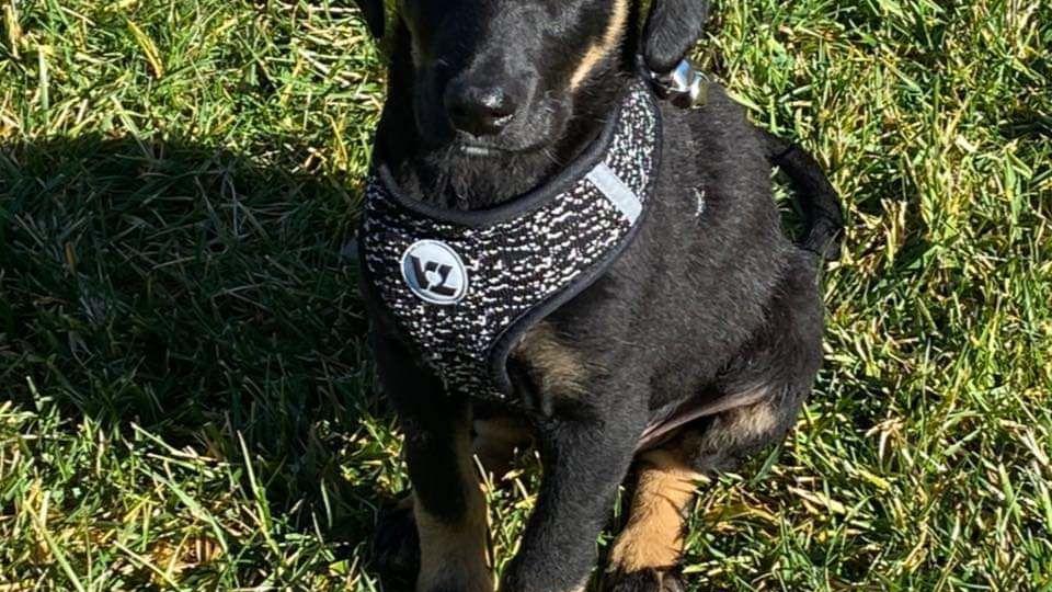 A Miraculous Pup S Journey Leads To A Book And Worldwide Following News Newportplaintalk Com