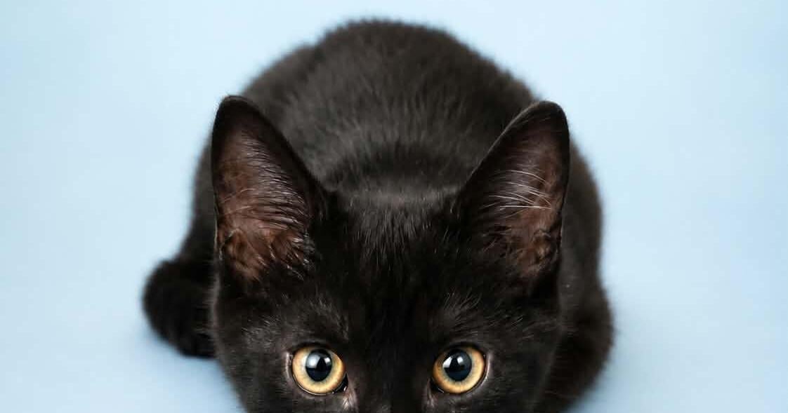 Pet of the Week: Minnie