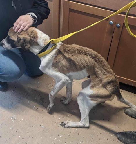 Man arrested for aggravated animal cruelty | News | newportplaintalk.com