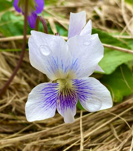 Spring Violets | Community Columns | newportplaintalk.com