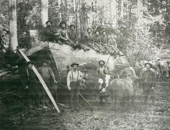 American chestnut trees once dominated the forests | Community Columns ...