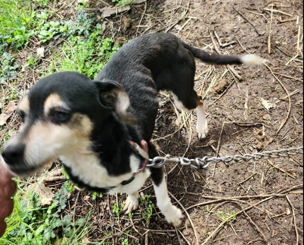 Man arrested for aggravated animal cruelty | News | newportplaintalk.com