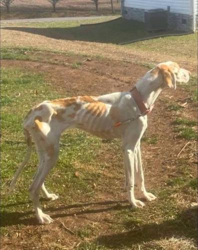 Newport man charged with animal cruelty | News | newportplaintalk.com