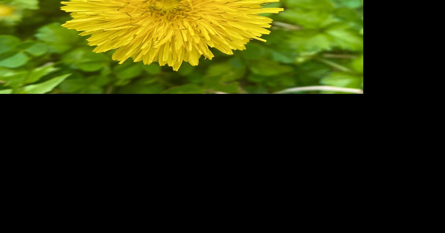 Dandelion: A flower you know | Community Columns | newportplaintalk.com
