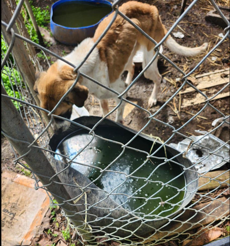 Man arrested for aggravated animal cruelty | News | newportplaintalk.com