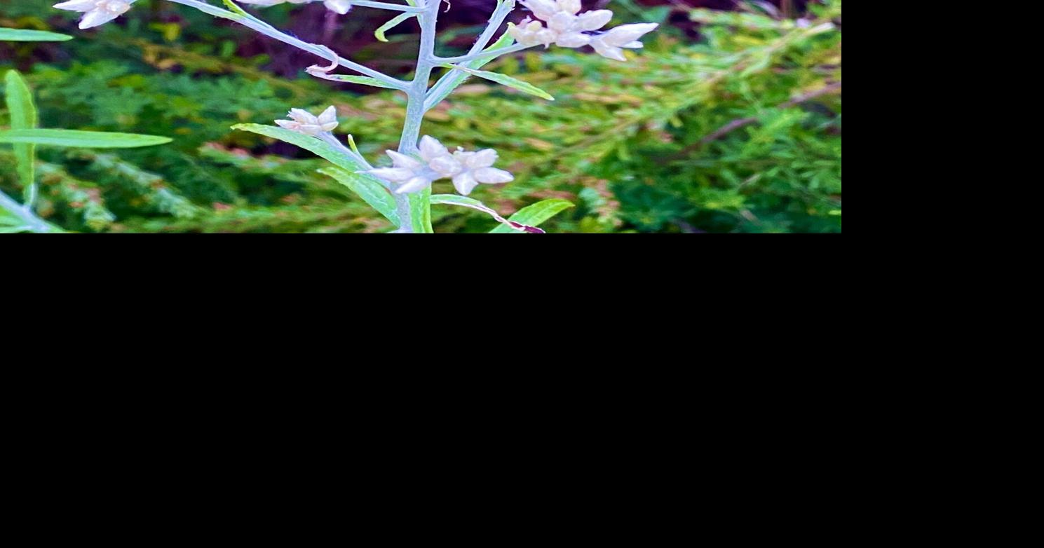 Rabbit tobacco | Community Columns | newportplaintalk.com