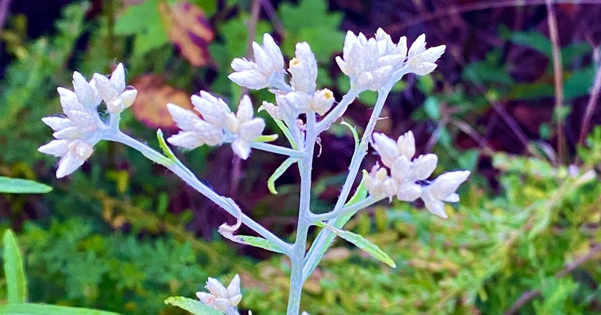 Rabbit tobacco | Community Columns | newportplaintalk.com