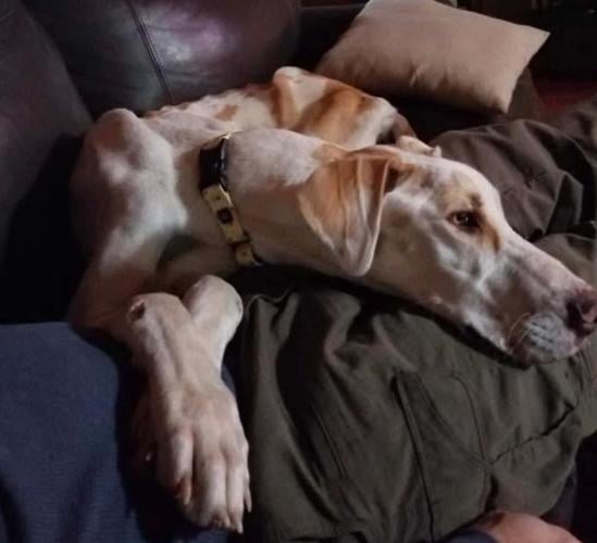 Newport man charged with animal cruelty | News | newportplaintalk.com