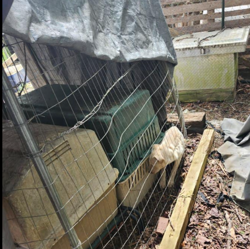 Man arrested for aggravated animal cruelty | News | newportplaintalk.com