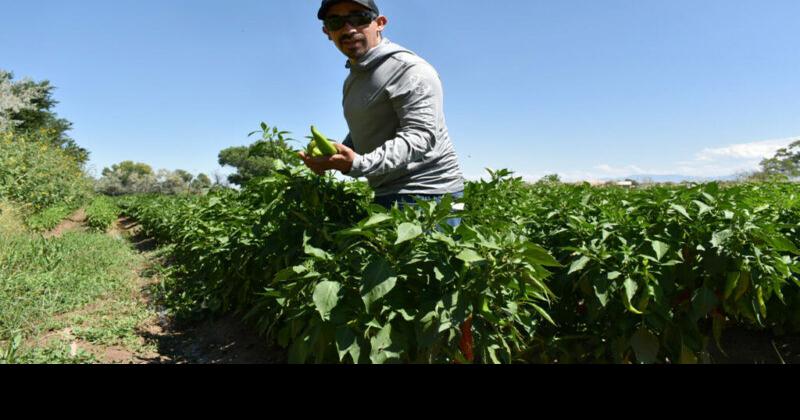 El chile es el condimento de la vida de la familia Esquibel | Negocio