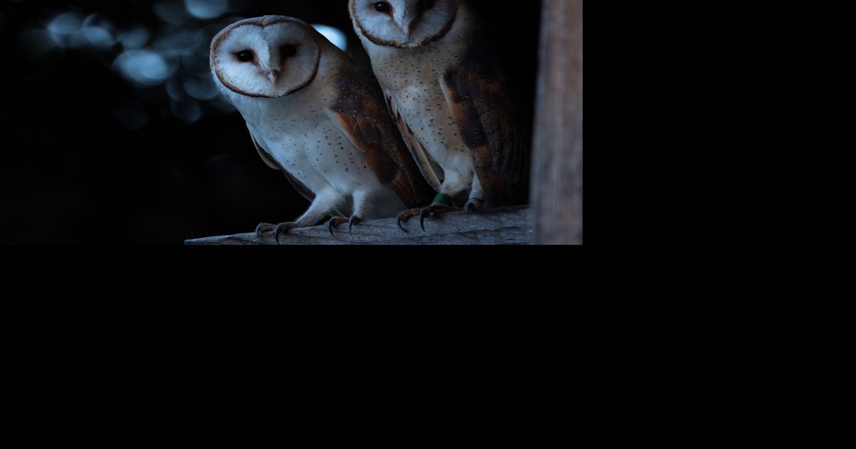 Why are Swiss barn owls becoming redder and more spotted? | National ...