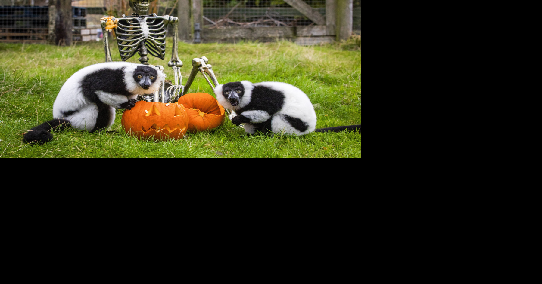 Lemurs enjoy Halloween fun with spooky pumpkins and skeletons ...