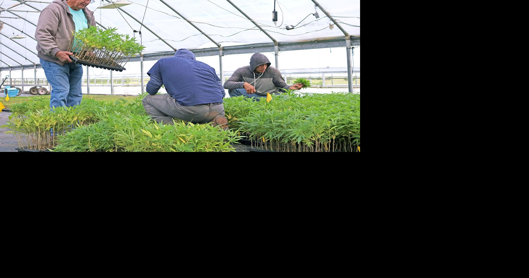 Hemp farmer’s operation ‘dead in the water’ amid regulation uncertainty
