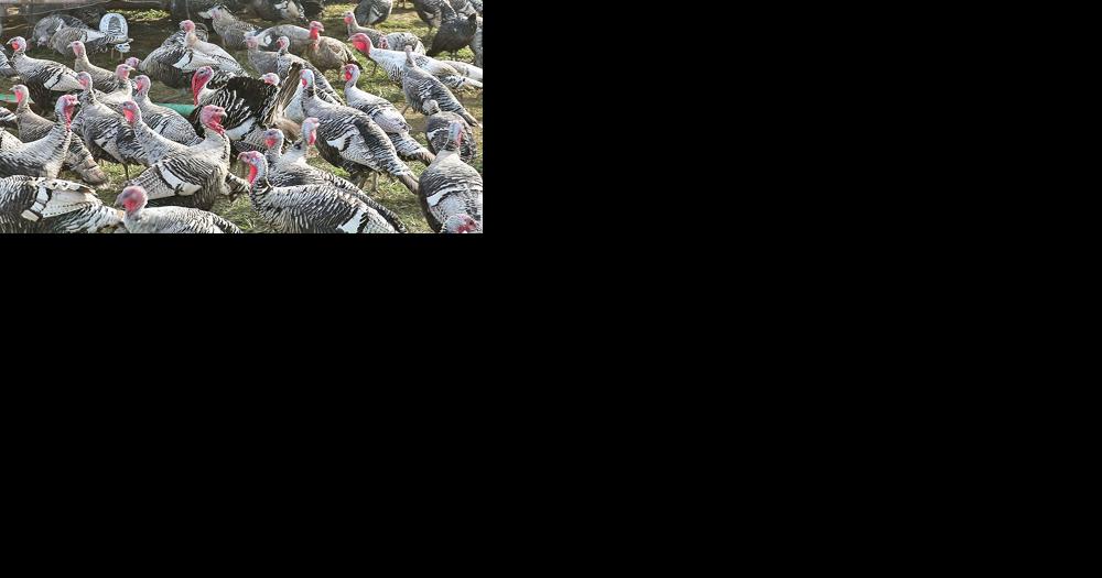 It's a turkey of a holiday | News | news-graphic.com - Vimarsana News