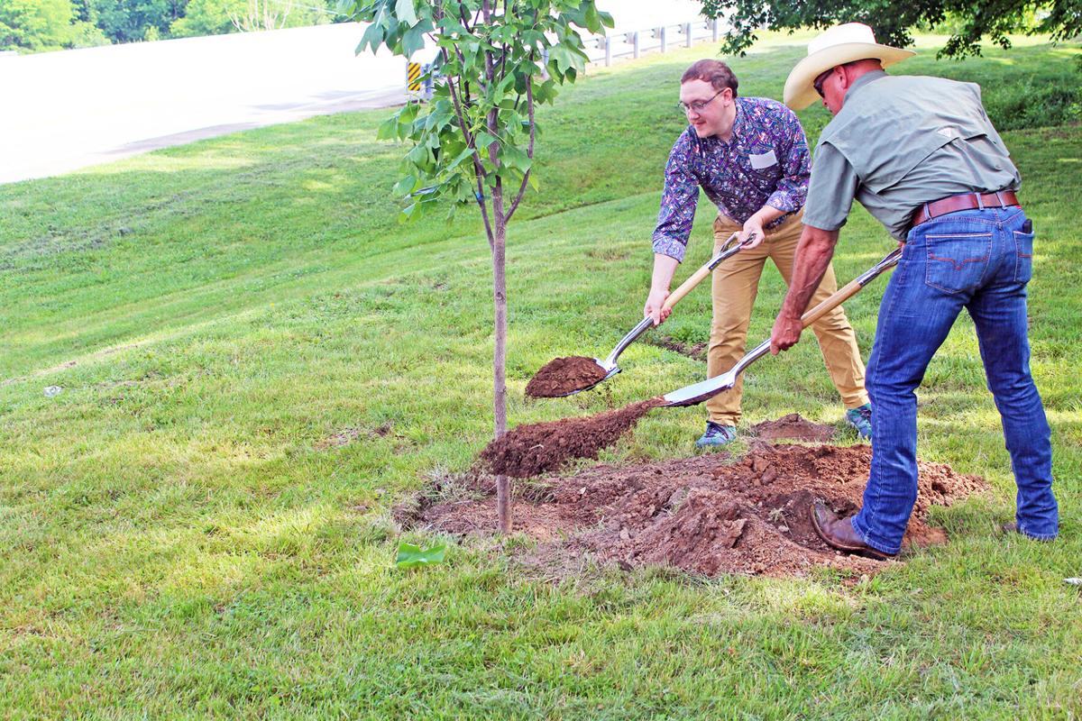 Tulip poplar tree planted in Old Cemetery for America 250 | Harrison County  | news-graphic.com