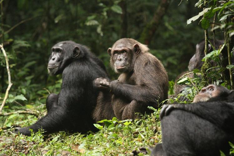 War of the planet of the apes? Chimp conflict causes ‘civil war ...