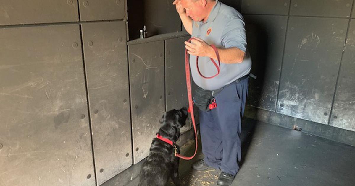 Fire Department gets new accelerant detection K9 | News | news-graphic.com