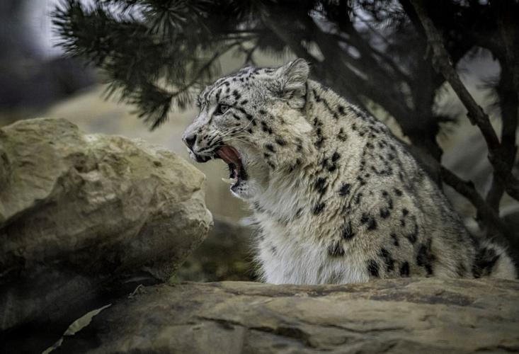 SNOW LEOPARDS MAKE HISTORIC DEBUT AT CHESTER ZOO