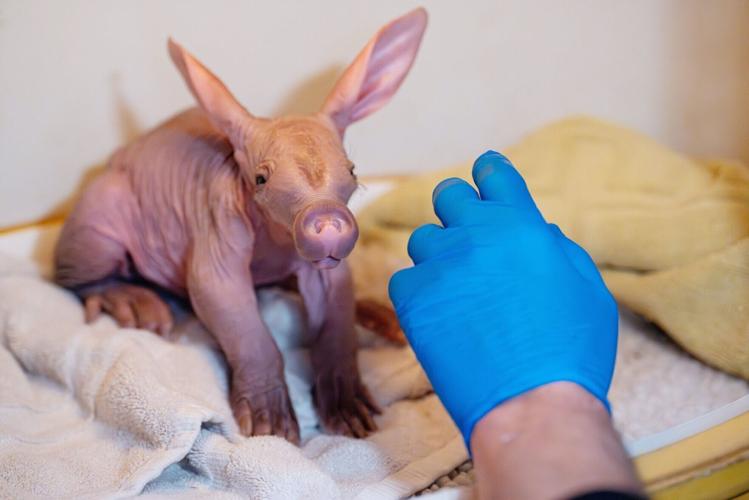 Zookeepers bottle-feed baby aardvark to help raise tiny animal ...