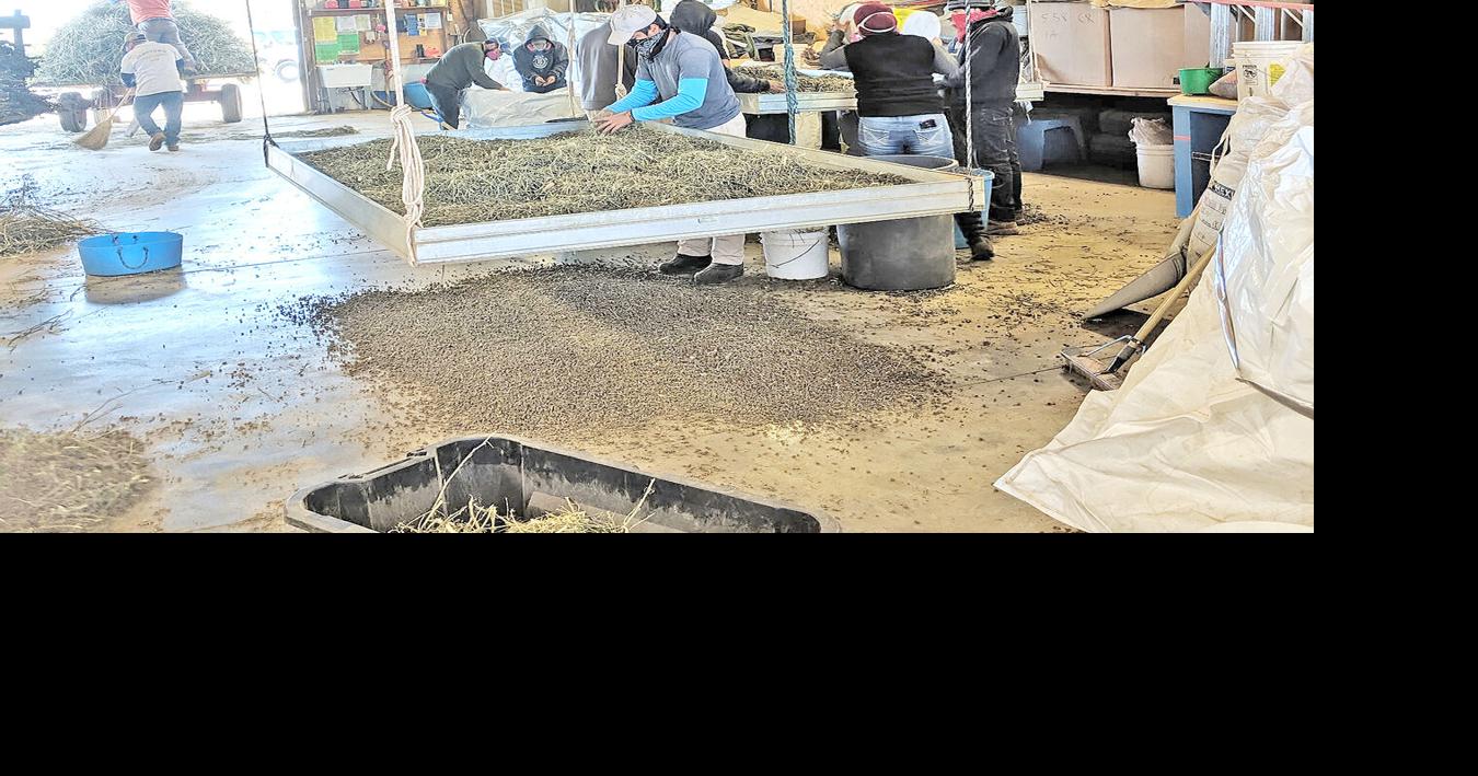 Area farmers fearful of new hemp law