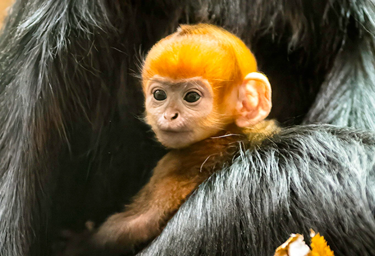 Newborn monkey stuns zoo staff with bright orange fur | National